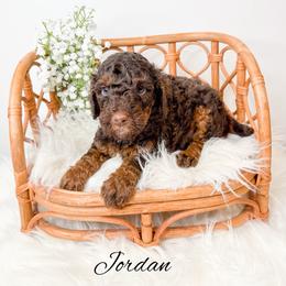 Jordan - Phantom male Goldendoodle puppy in from Pink Poodles and Doodles