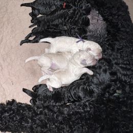 Poodle Puppies from Tyler Family Poodles