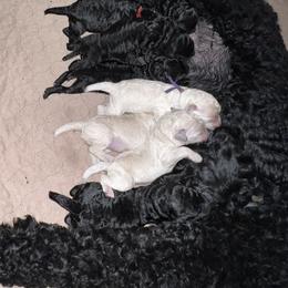 Poodle Puppies from Tyler Family Poodles