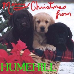 Labrador Retriever Puppies from Humehill Labrador Retrievers