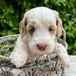 Sally - Caramel female Australian Labradoodle puppy in Atascadero, California from Classic Poodles and Doodles