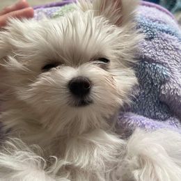 Maltese from Cozy Maltese