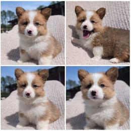 Boy 6 Mr. Light Blue - White and red male Pembroke Welsh Corgi puppy in Milton, Florida from Milton Corgis