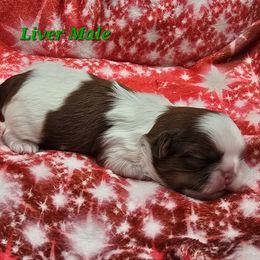 Liver and White Boy - Red and white male Shih Tzu puppy in Tenino, Washington from Dolled Up Pup