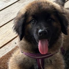 Dilute Retrievers, French Bulldogs, Labrador Retrievers, and Leonbergers from QVR Labradors, Leonbergers and Frenchies