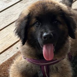 Dilute Retrievers, French Bulldogs, Labrador Retrievers, and Leonbergers from QVR Labradors, Leonbergers and Frenchies