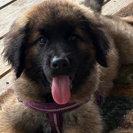 Dilute Retrievers, French Bulldogs, Labrador Retrievers, and Leonbergers from QVR Labradors, Leonbergers and Frenchies