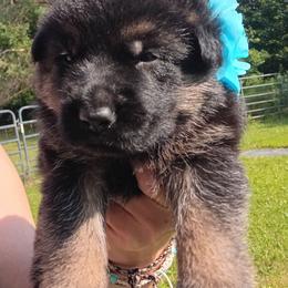 BLUE - Black and red male German Shepherd puppy in Gustavus, Ohio from Cross Kreek Kennels