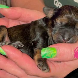 Rugaru - Gold sable female Lowchen puppy in Grand Rapids, Michigan from Lionkru Lowchen and Standard Poodles