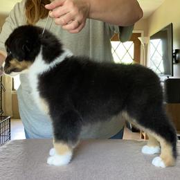 Australian Shepherd Puppies from Echolight Australian Shepherds