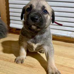 Burgundy - Yellow female Black Mouth Cur puppy in Warsaw, Missouri from Heritage Cow Dogs