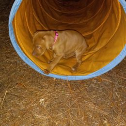 Vizsla Puppies from Char's Vizslas