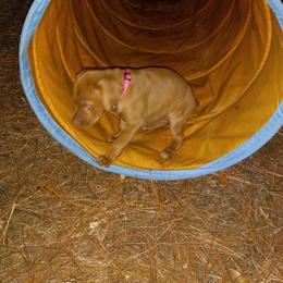 Vizsla Puppies from Char's Vizslas