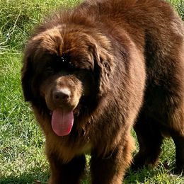 Charlie - Newfoundland