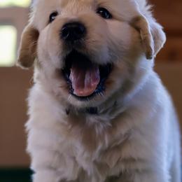 Blue Boy - Light golden male Golden Retriever puppy in Riverview, Florida from English Cream Goldens of Tampa Bay