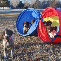 German Shorthaired Pointer and Greater Swiss Mountain Dog Puppies from Suma Kennels