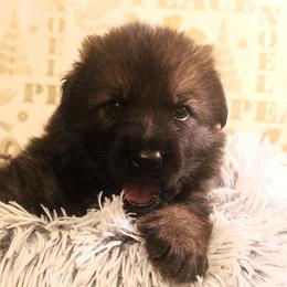 Boy - Sable male German Shepherd puppy in Mansfield, Texas from Vom Anfang German Shepherds