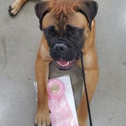 Bullmastiffs from Olive Tree  Bullmastiffs