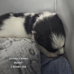 Buster - Black parti male Pomeranian puppy in Sanford, Florida from Serena's Poms