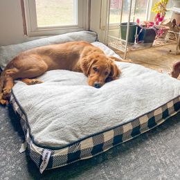 Golden Retriever Puppies from Elm Hollow Golden Retreivers
