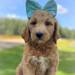 Mary - Red  Goldendoodle puppy in Lancaster, Minnesota from North Star Dog Training