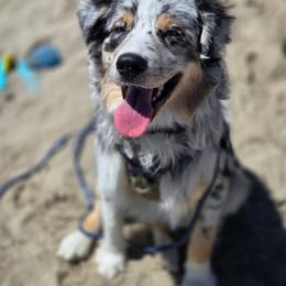 Wesson - Australian Shepherd