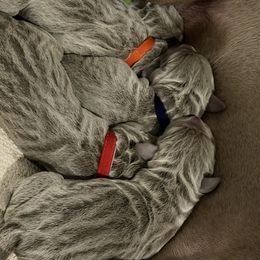 Boy 2 - Silver gray male Weimaraner puppy in Carter, Montana from PM Weimaraners