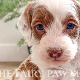 Cavapoos, Goldendoodles, and Golden Mountain Doodles from The Fairy Paw Mother