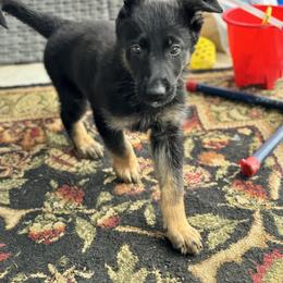 Yellow - Black male German Shepherd puppy in La Follette, Tennessee from Moore German Shepherds