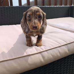 Dachshund Puppies from Appalachian Dachshunds