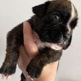Boxer Puppies from Von Royal Dell’Infinite
