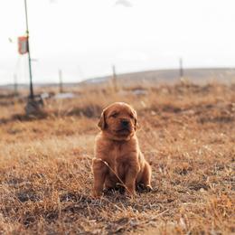 Patron (green) - Dark golden male Golden Retriever puppy in Bynum, Montana from Summit Canine Breeding