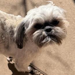 Benny - Brindle male Shih Tzu puppy in Victorville, California from RUMBLE n TUMBLE