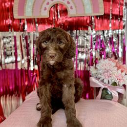 Nestle - Chocolate female Goldendoodle puppy in Tybee Island, Georgia from Castaway Doodles