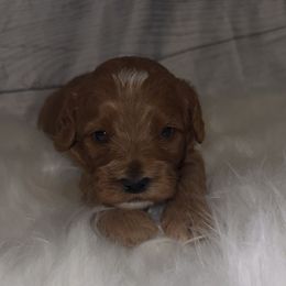 Boy 1 - Red male Cockapoo puppy in Colorado from Garrett Doodles