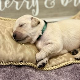 Green male - Light golden male Golden Retriever puppy in Salt Lake City, Utah from Soaring golden retrievers