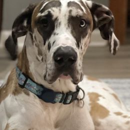 Great Danes from Majestic Giants Great Danes