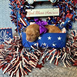 Girl 2 - female Golden Retriever puppy in Marquette County, Michigan from Aurora's Northern Goldens