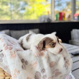 Cookie - Piebald female Dachshund puppy in Greenville, North Carolina from The Gorman Farms
