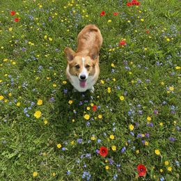LuLu - Pembroke Welsh Corgi