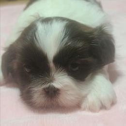 Girl 2 - Liver female Shih Tzu puppy in Belleville, Michigan from Patricia's Heavenly Earth Angels
