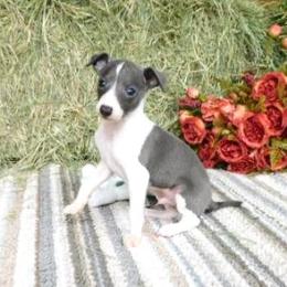 Tia Male 1 - Blue male Italian Greyhound puppy in Sparta Tn And Caryville Fl, Florida from Summerwind Kennel