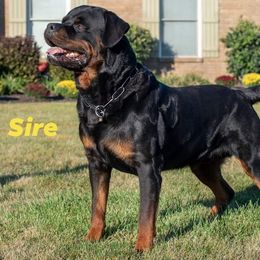 Rottweiler Puppies from White Haus Rottweilers