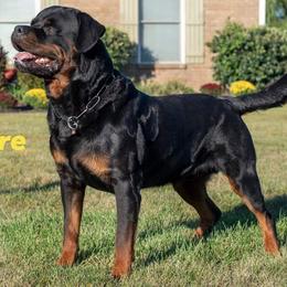 Rottweiler Puppies from White Haus Rottweilers