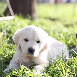 Mr Blue - Light golden male Golden Retriever puppy in Morrill, Kansas from Grimm Girls Farm
