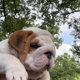 Halo - Fawn and white female Bulldog puppy in Bradleyville, Missouri from HurstBulldogs