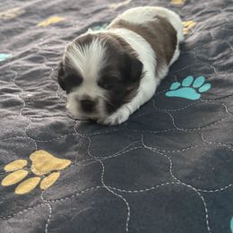Shih Tzu Puppies from Leahrae's Shih Tzus
