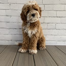 Heidi - Australian Labradoodle