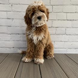 Heidi - Australian Labradoodle