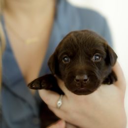 KitKat - Chocolate female Labrador Retriever puppy in Allons, Tennessee from UC Labradors LLC